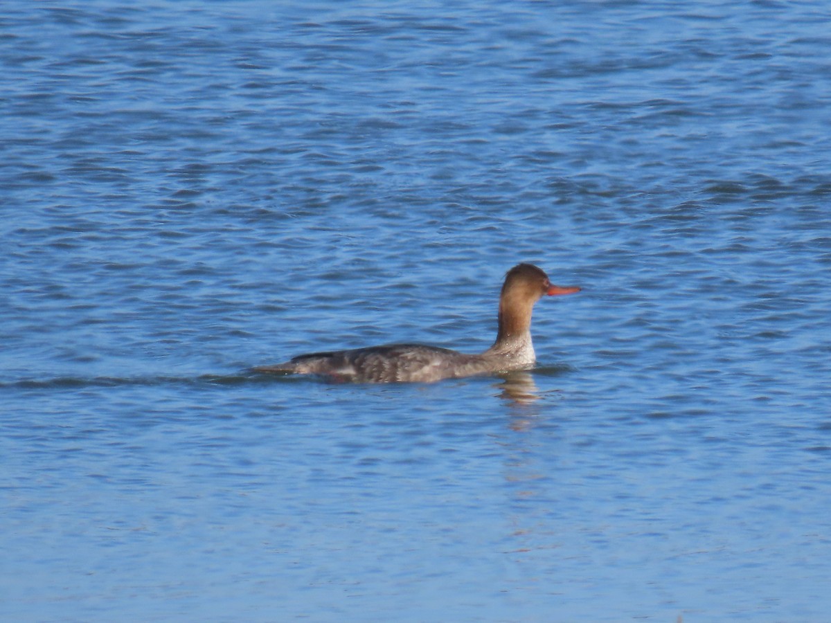Red-breasted Merganser - ML646940144