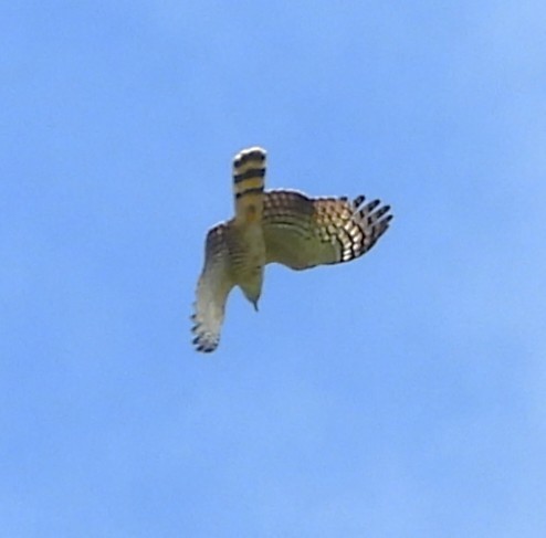 Hook-billed Kite - ML646940146