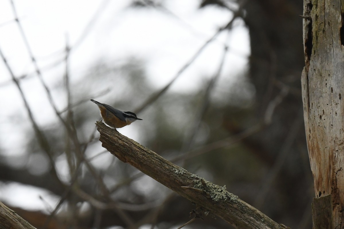 ムネアカゴジュウカラ - ML646940147