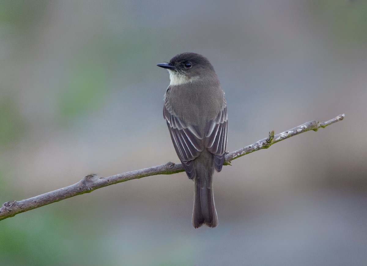 Феб буроспинний - ML646940156