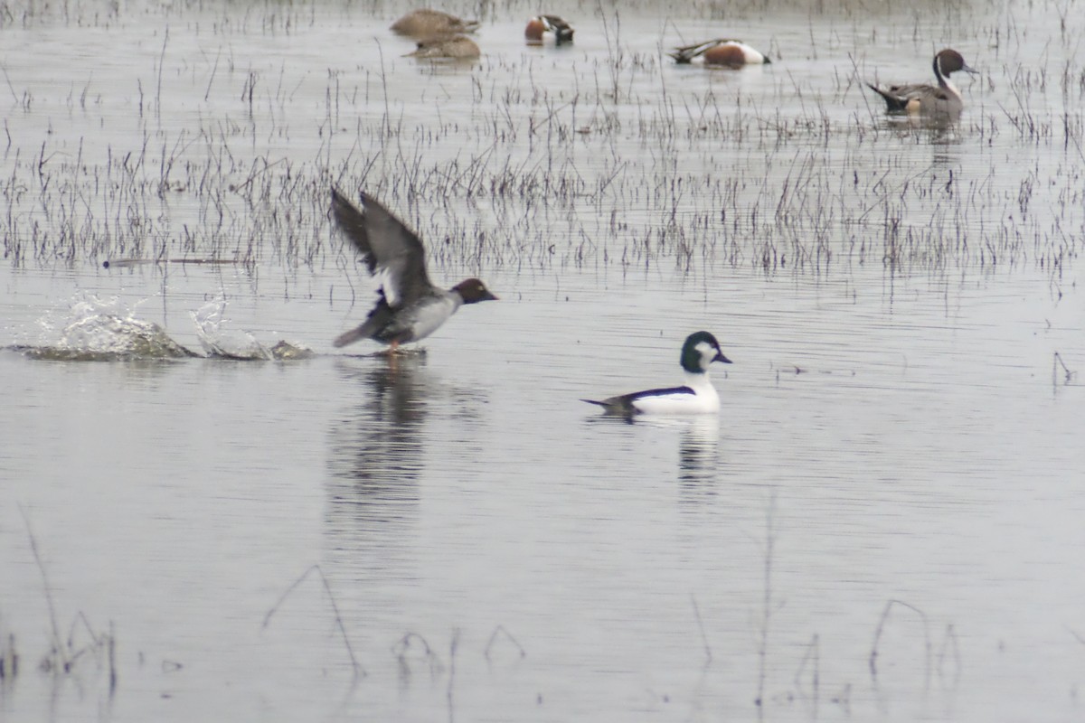 Bufflehead x Common Goldeneye (hybrid) - ML646940161