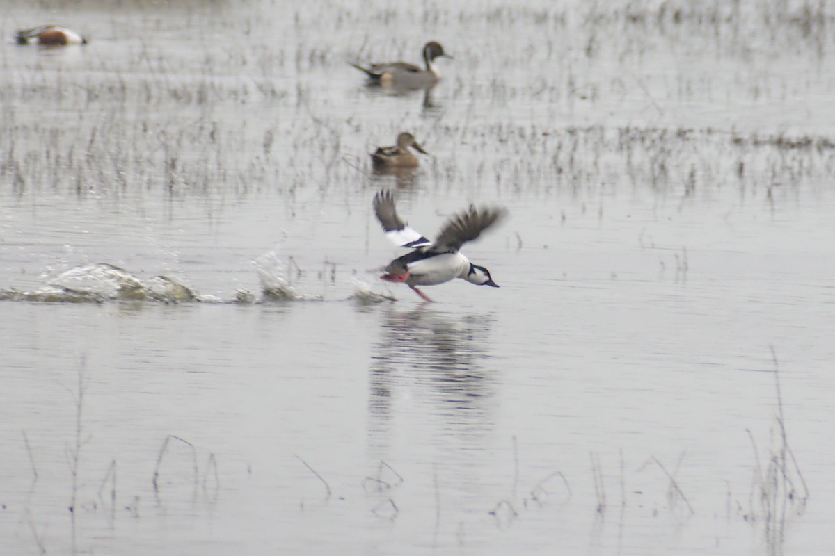 Bufflehead x Common Goldeneye (hybrid) - ML646940162