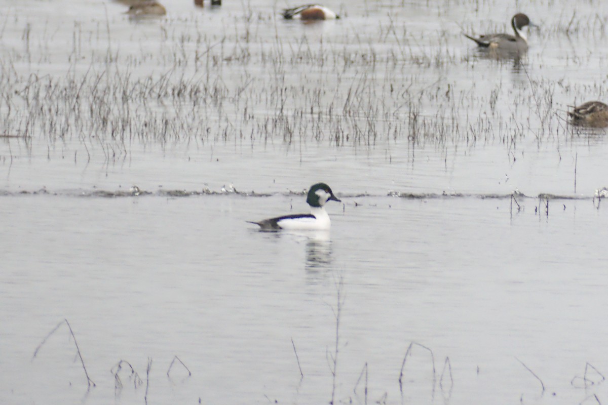 Bufflehead x Common Goldeneye (hybrid) - ML646940163