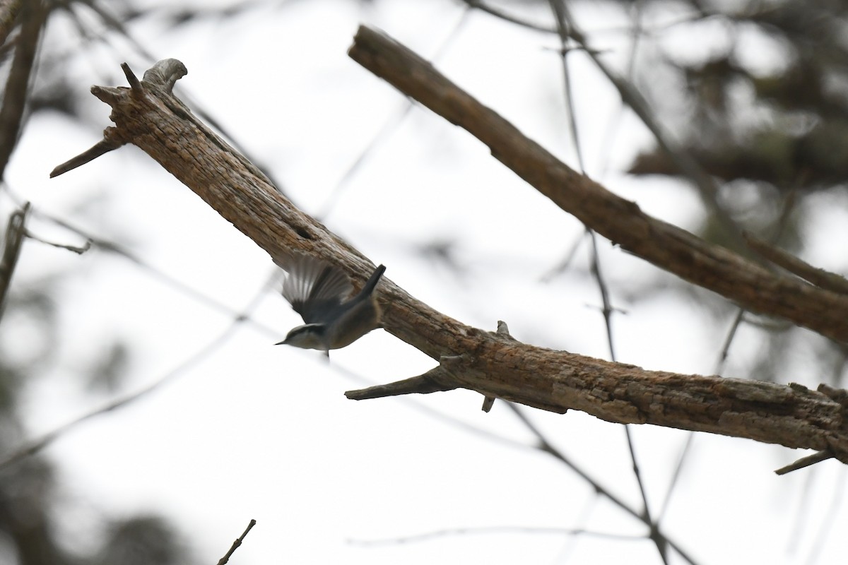 ムネアカゴジュウカラ - ML646940167