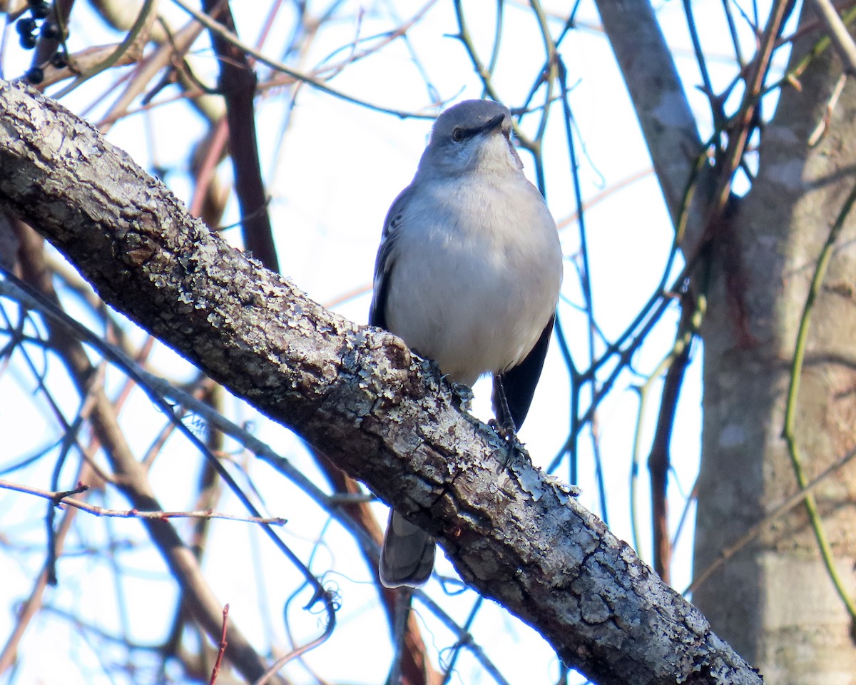 Northern Mockingbird - ML646940174