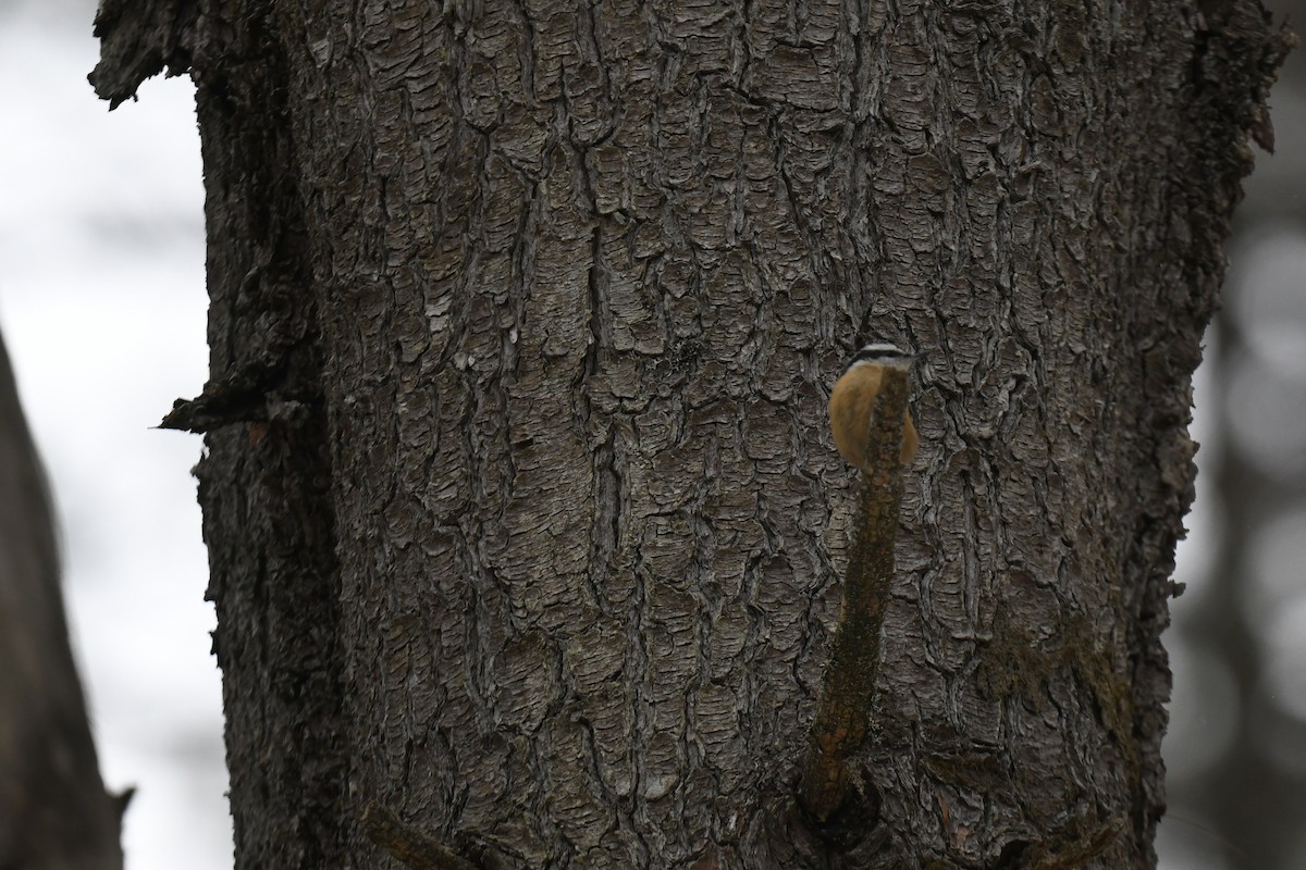 ムネアカゴジュウカラ - ML646940175