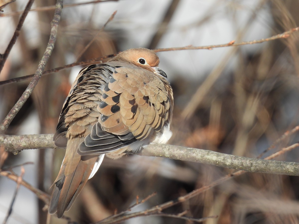 Mourning Dove - ML646940177
