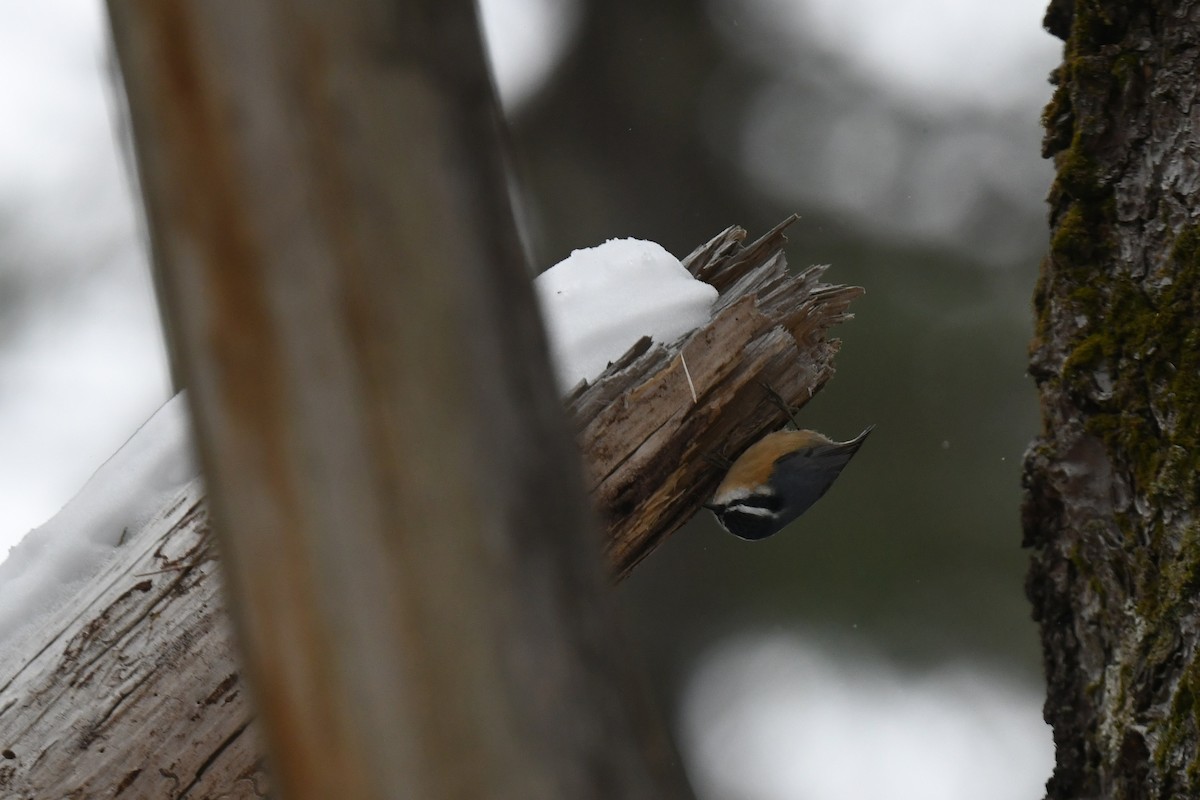 ムネアカゴジュウカラ - ML646940182