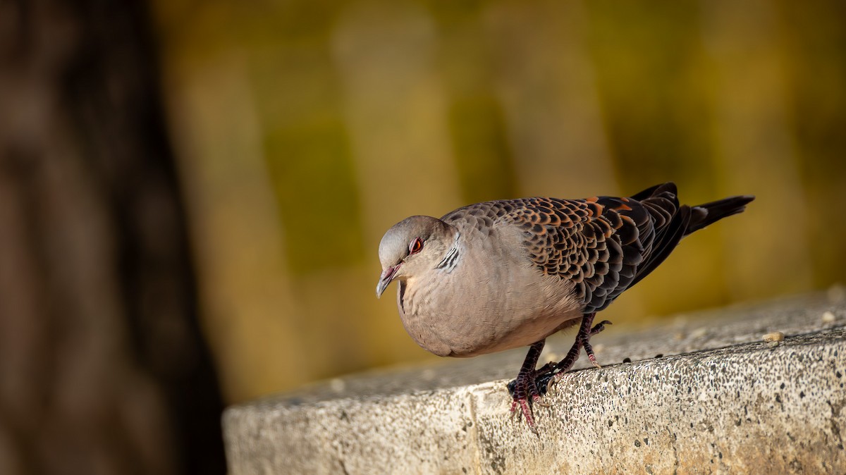 Горлиця велика - ML646940183