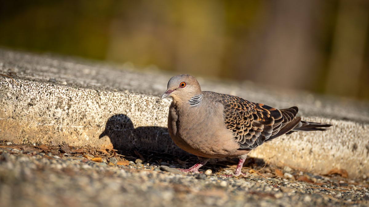 Горлиця велика - ML646940184