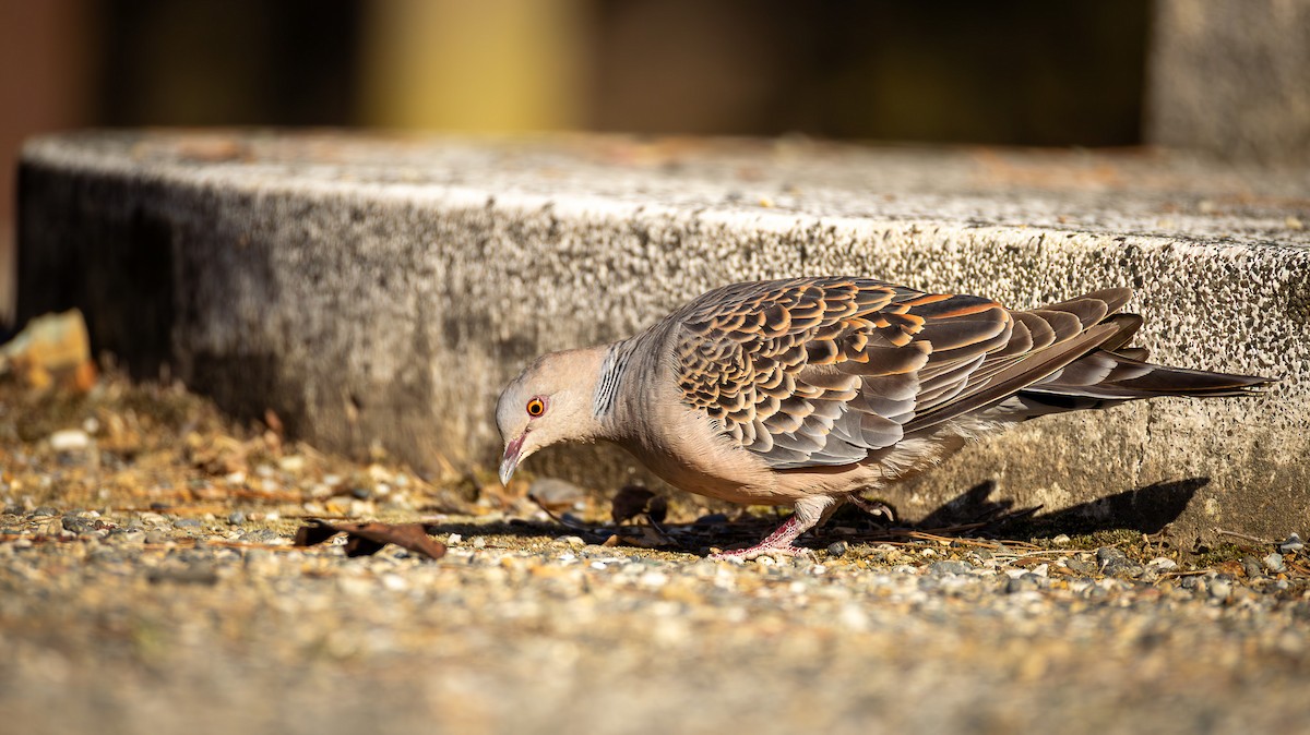 Горлиця велика - ML646940185