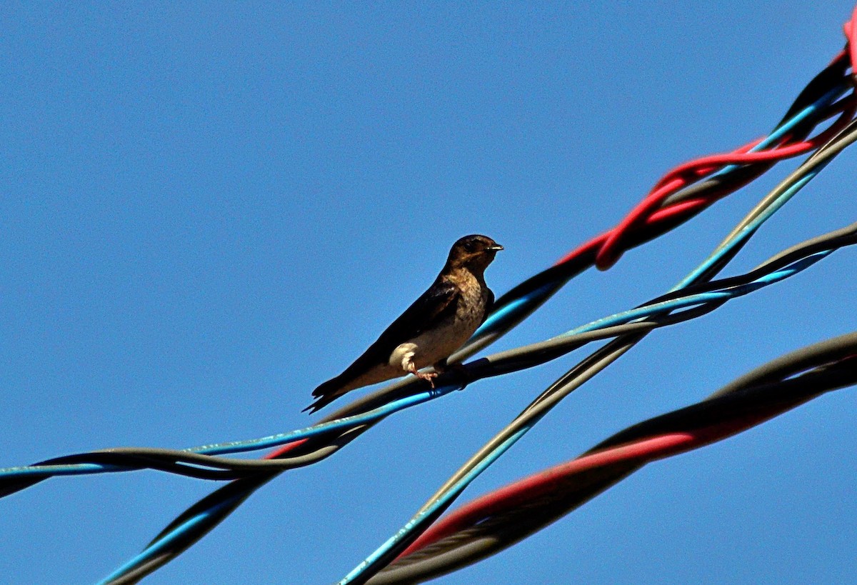 Gray-breasted Martin - ML646940186
