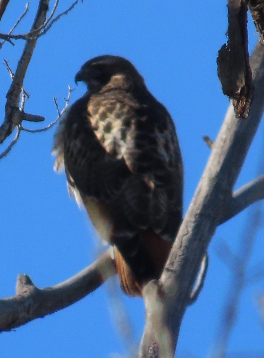 Канюк неоарктичний - ML646940187