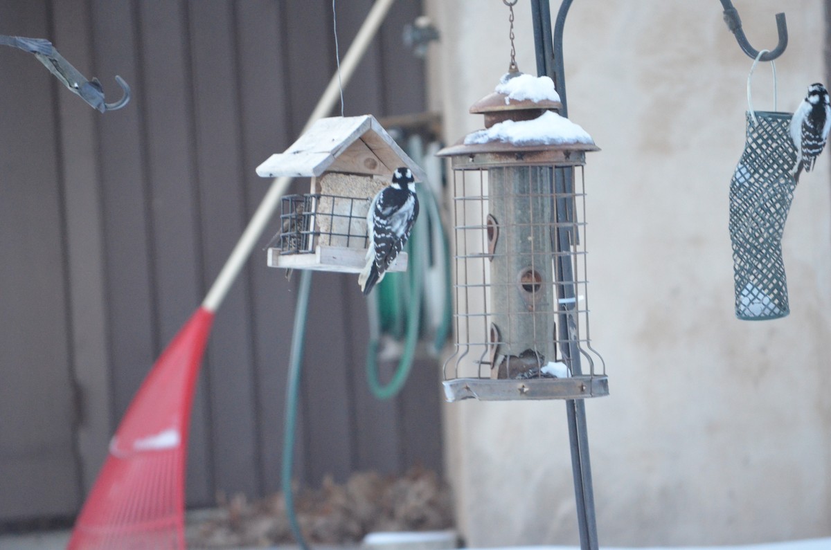 Downy Woodpecker - ML646940194