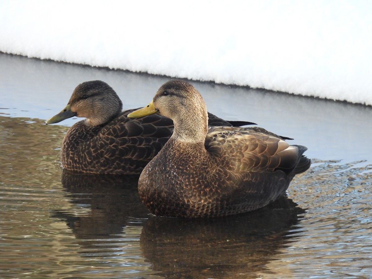 Ahate iluna - ML646940195