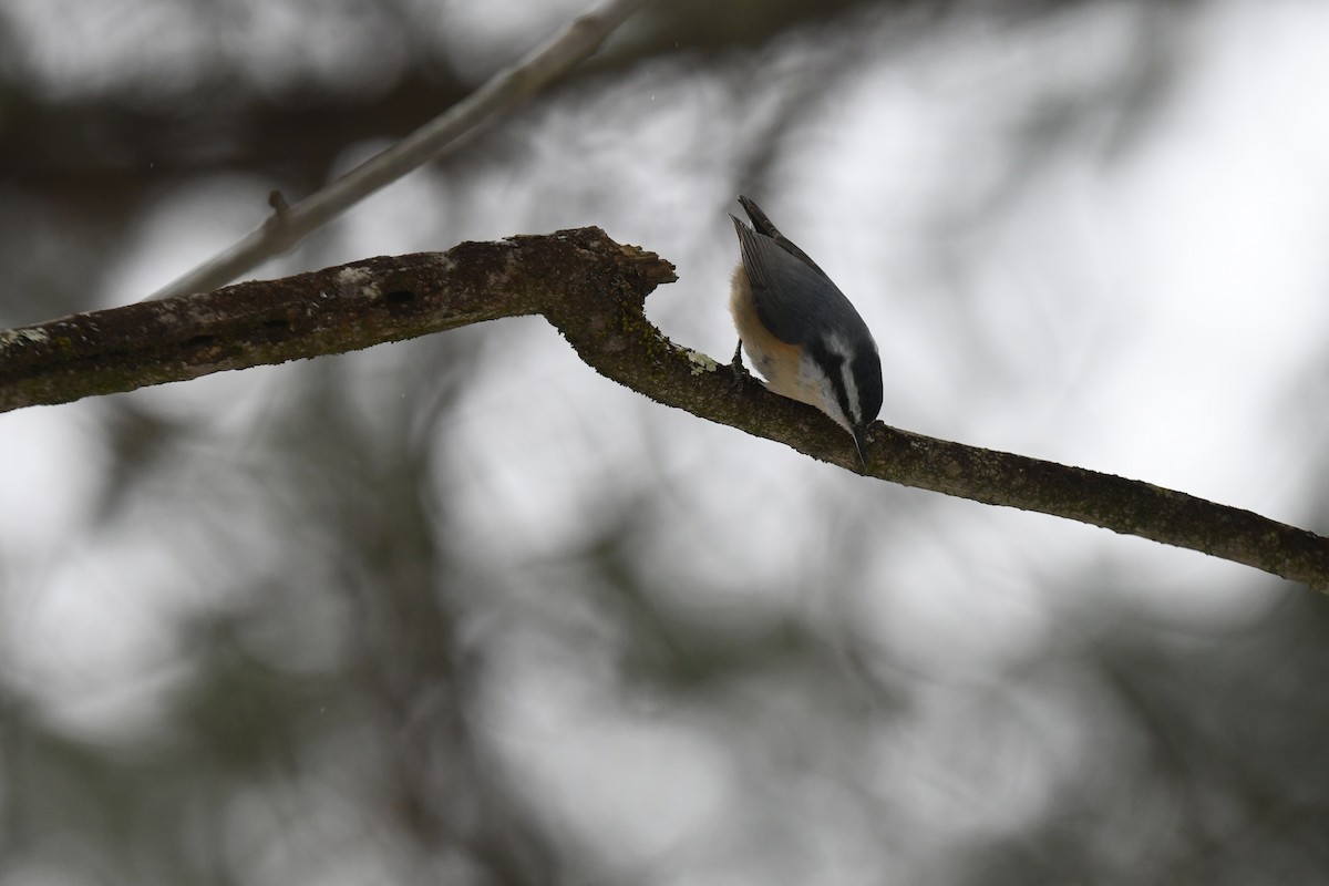 ムネアカゴジュウカラ - ML646940197