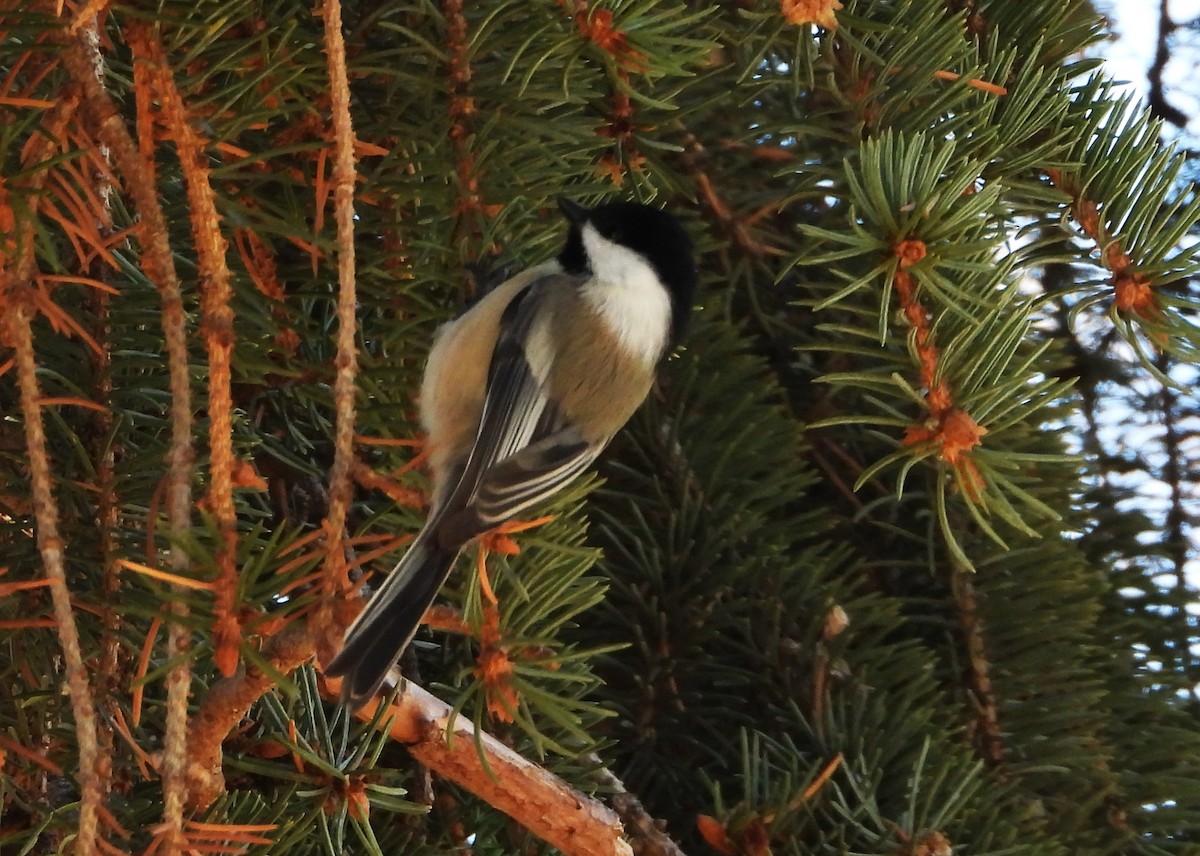 Amerika Baştankarası - ML646940200