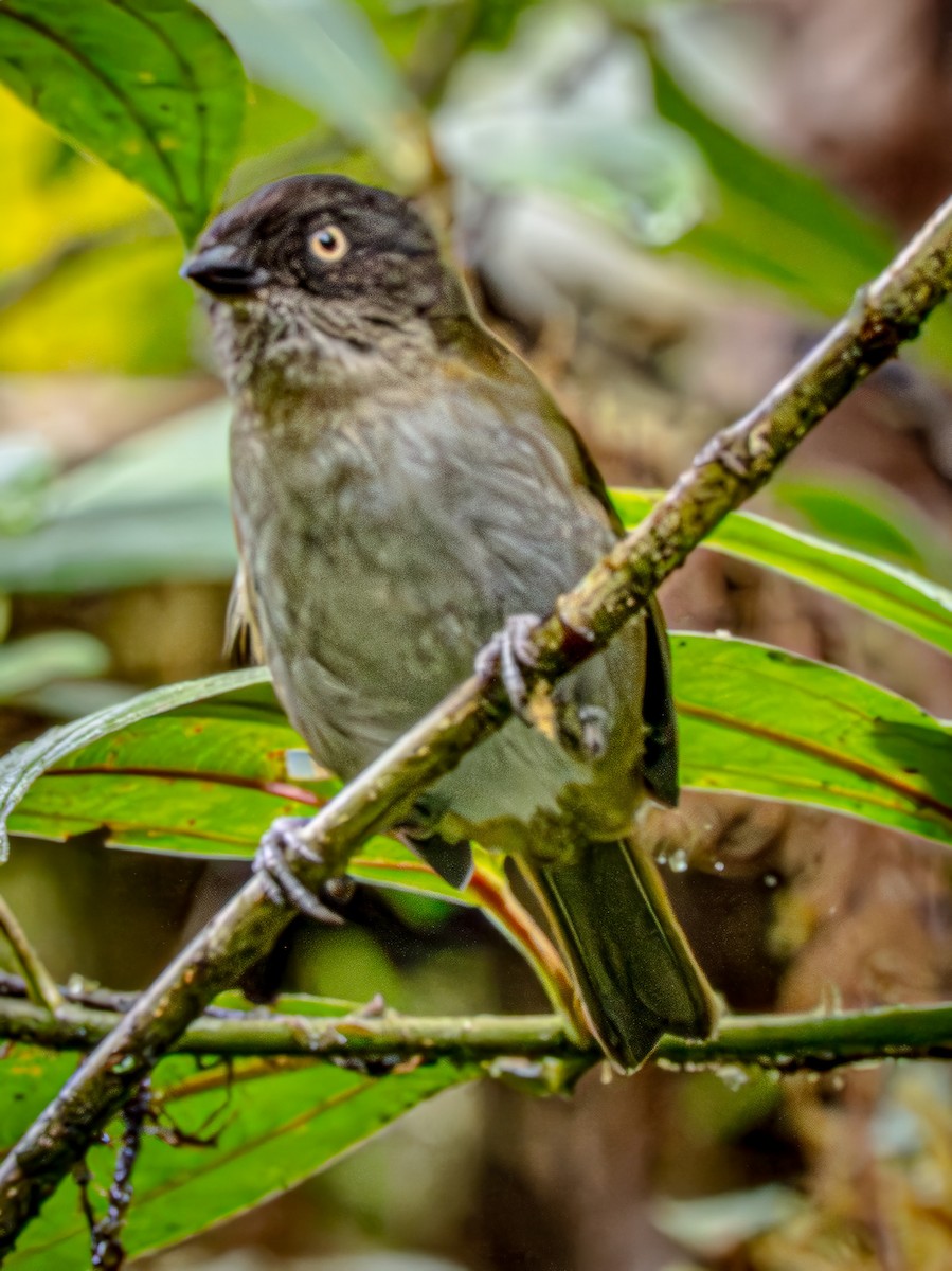 Dusky Chlorospingus - ML646940202