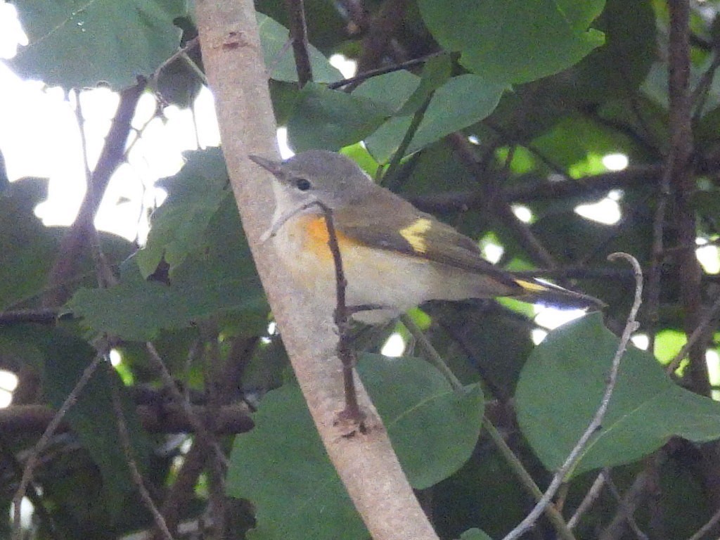 American Redstart - ML646940203