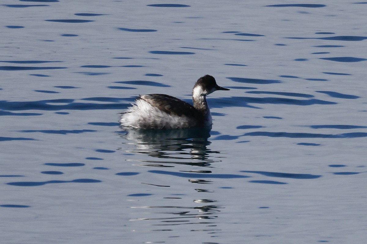 Grèbe à cou noir - ML646940214