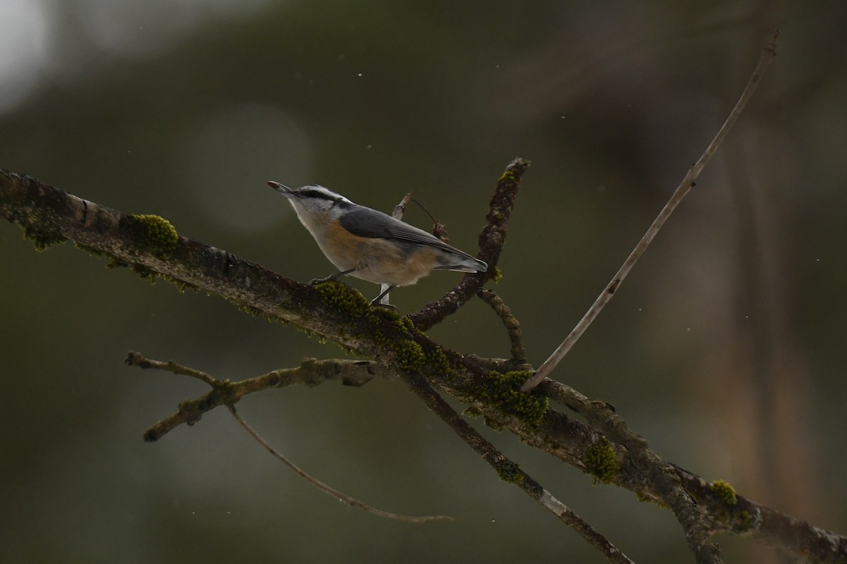 ムネアカゴジュウカラ - ML646940215