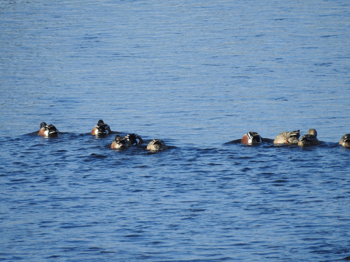 Canard souchet - ML646940217