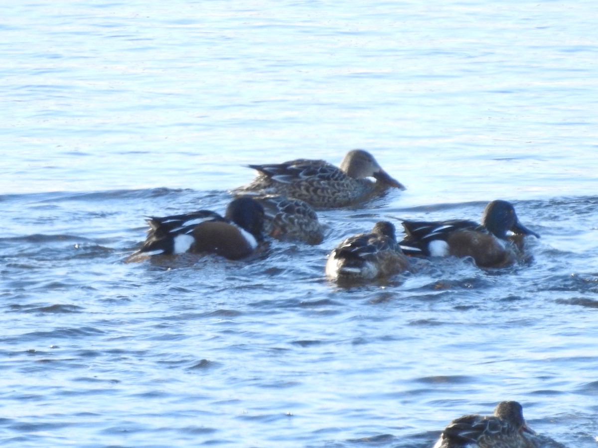 Canard souchet - ML646940220