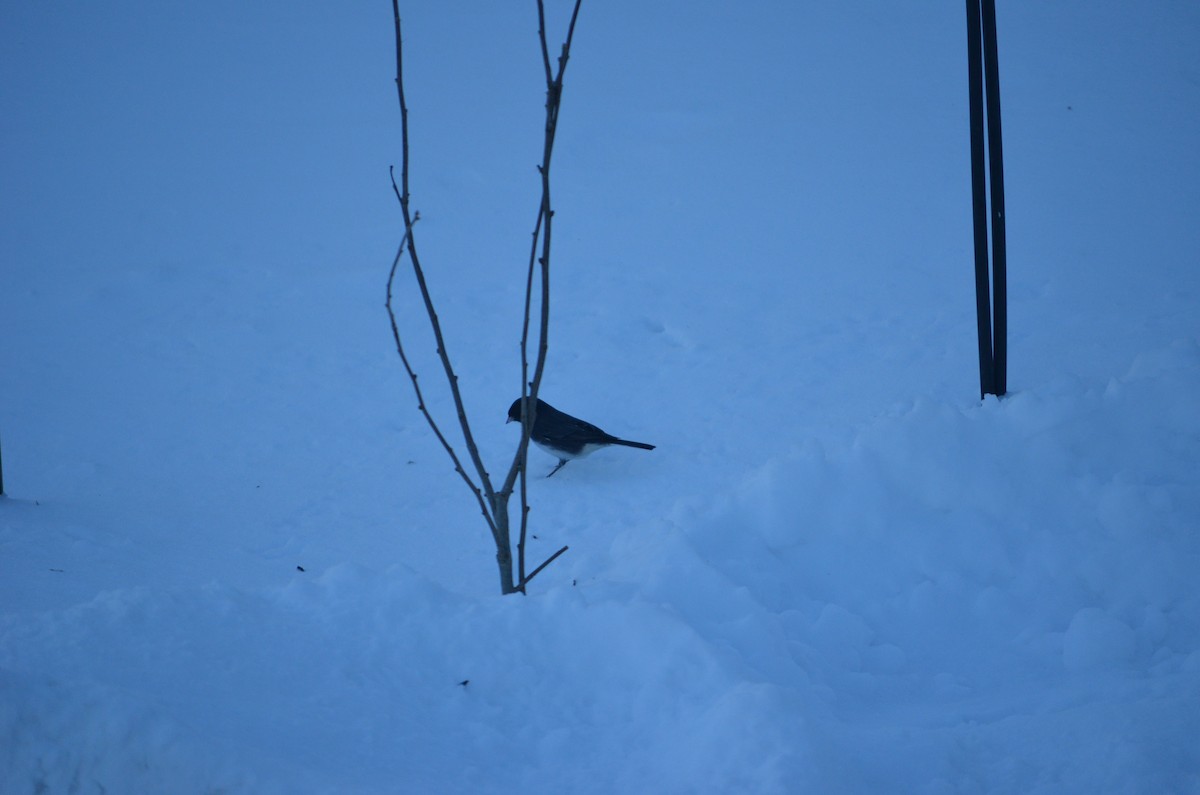 Dark-eyed Junco - ML646940223