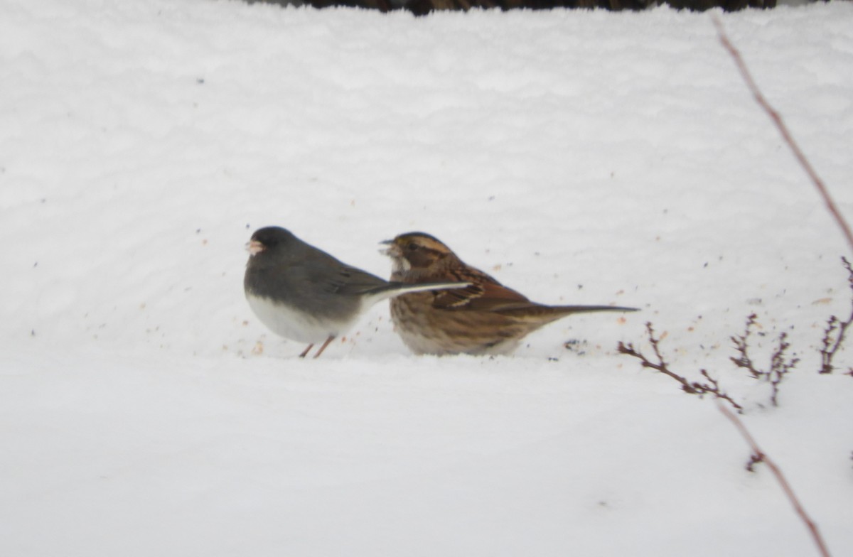 White-throated Sparrow - ML646940226