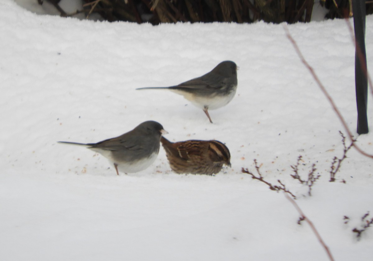 White-throated Sparrow - ML646940227