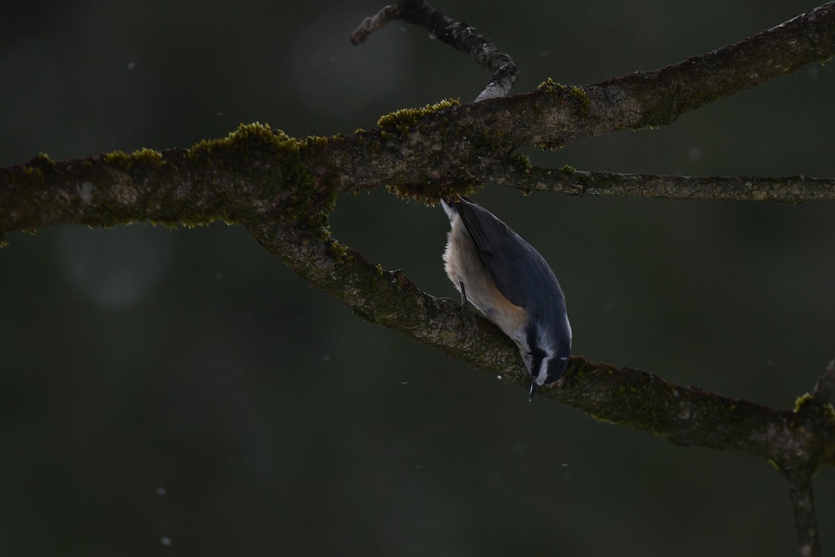 ムネアカゴジュウカラ - ML646940228