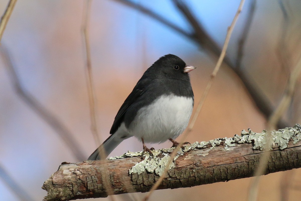 Юнко сірий - ML646940229