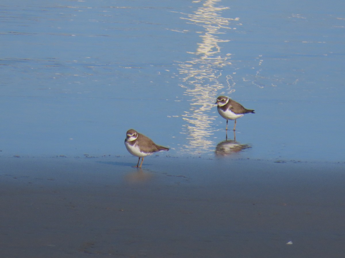 Semipalmated Plover - ML646940232