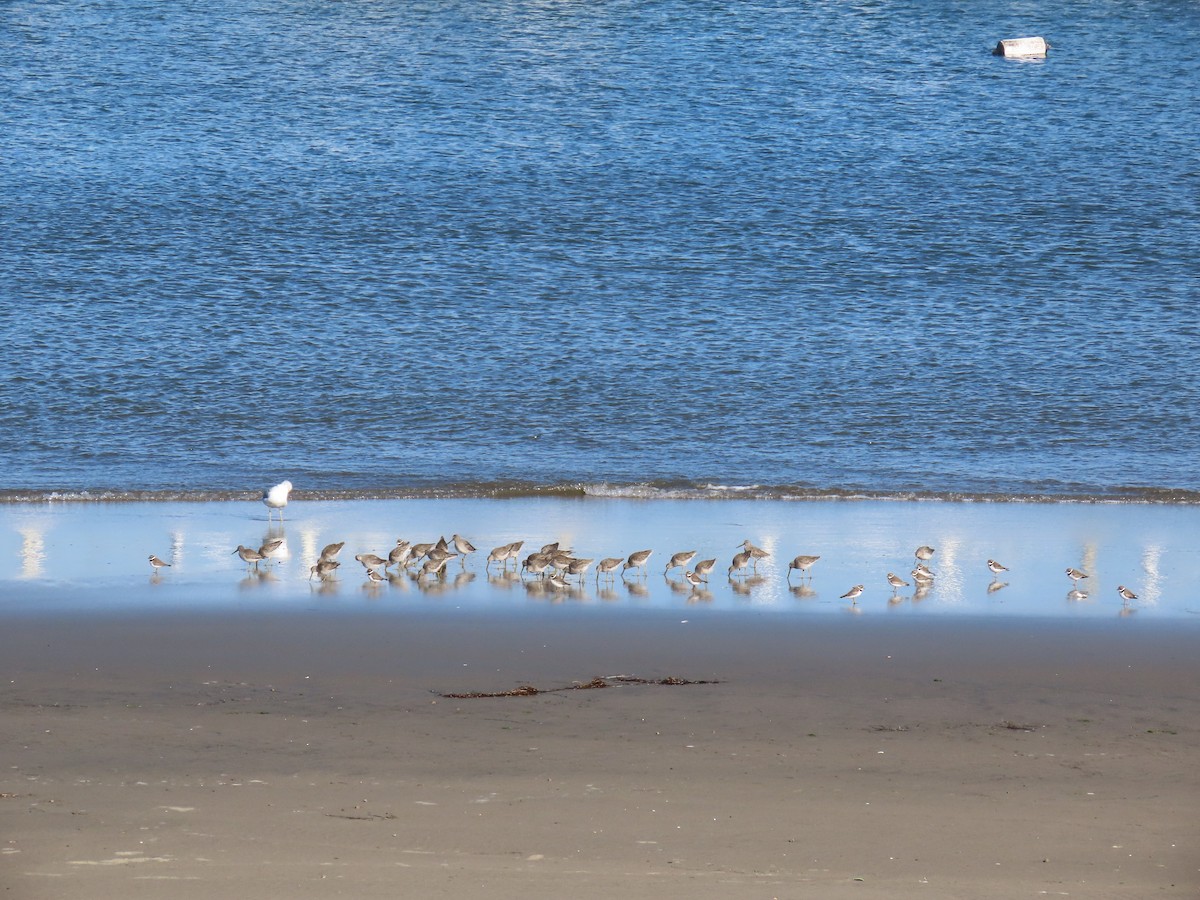 Semipalmated Plover - ML646940233