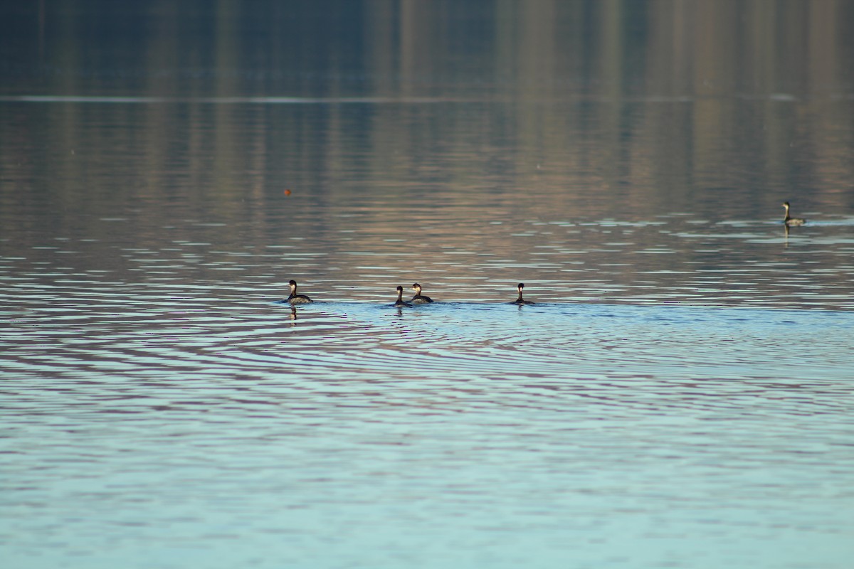 Grèbe à cou noir - ML646940234