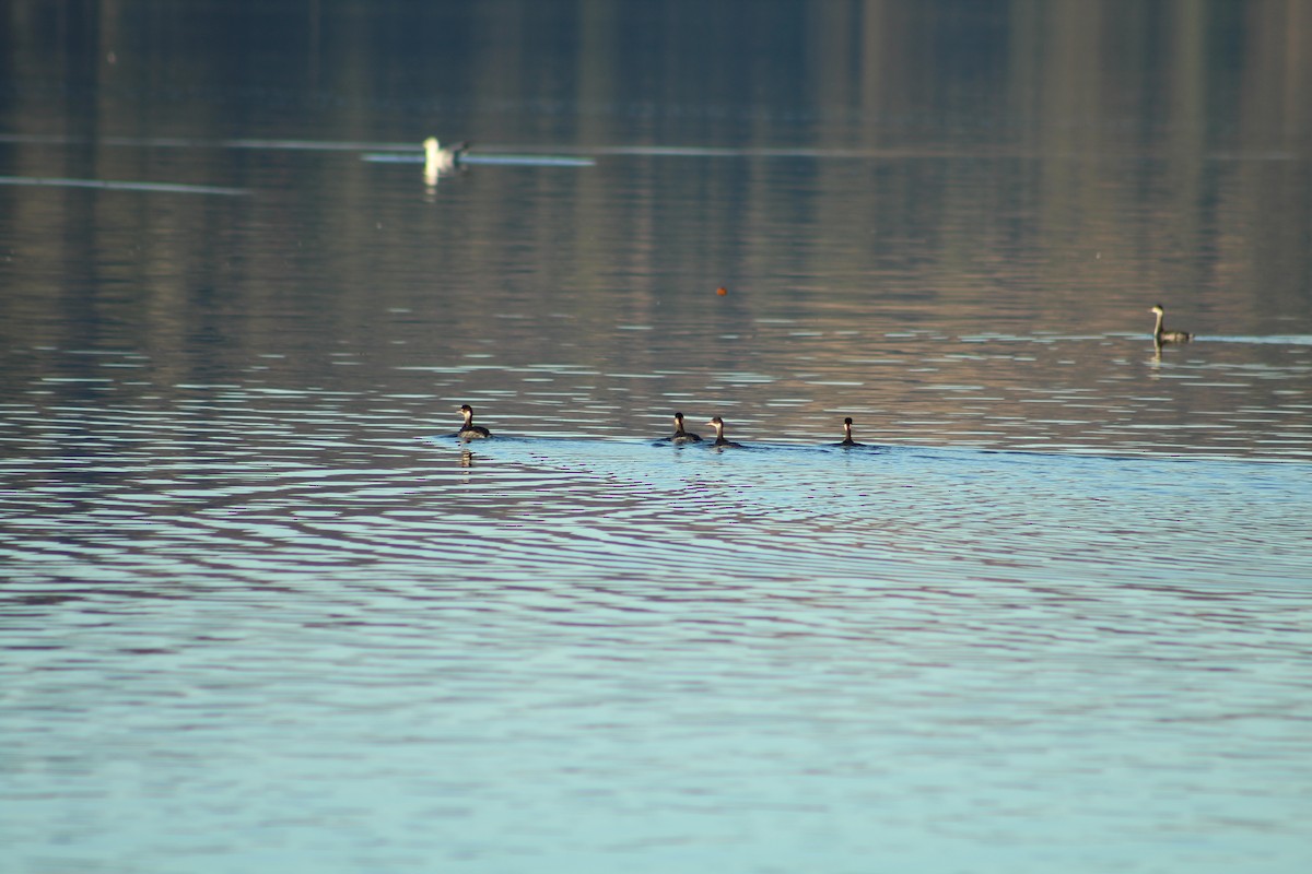 Grèbe à cou noir - ML646940235