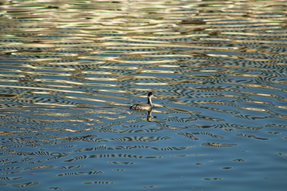 Grèbe à cou noir - ML646940236