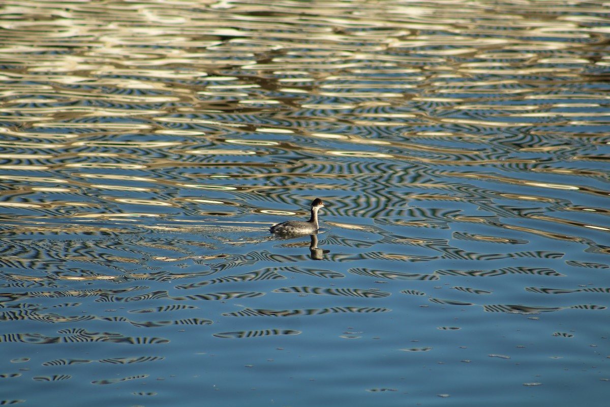 Grèbe à cou noir - ML646940237