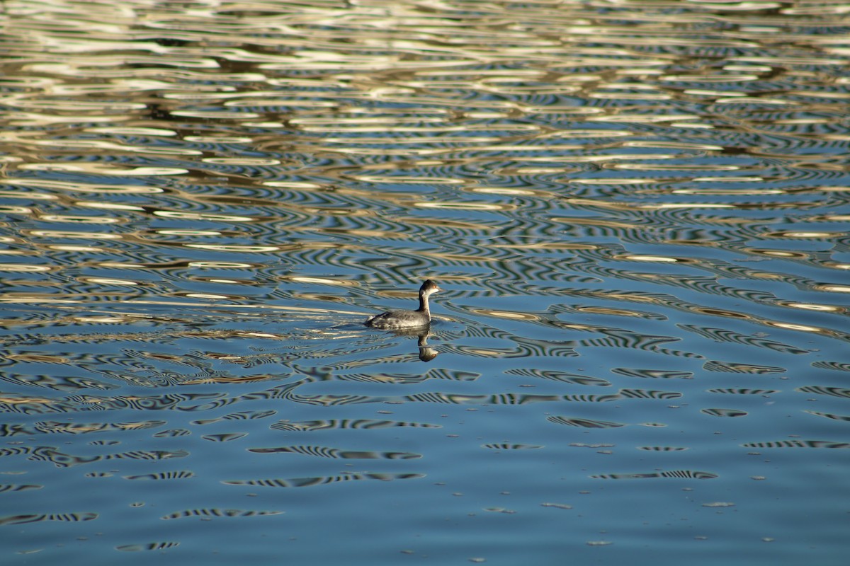 Grèbe à cou noir - ML646940238