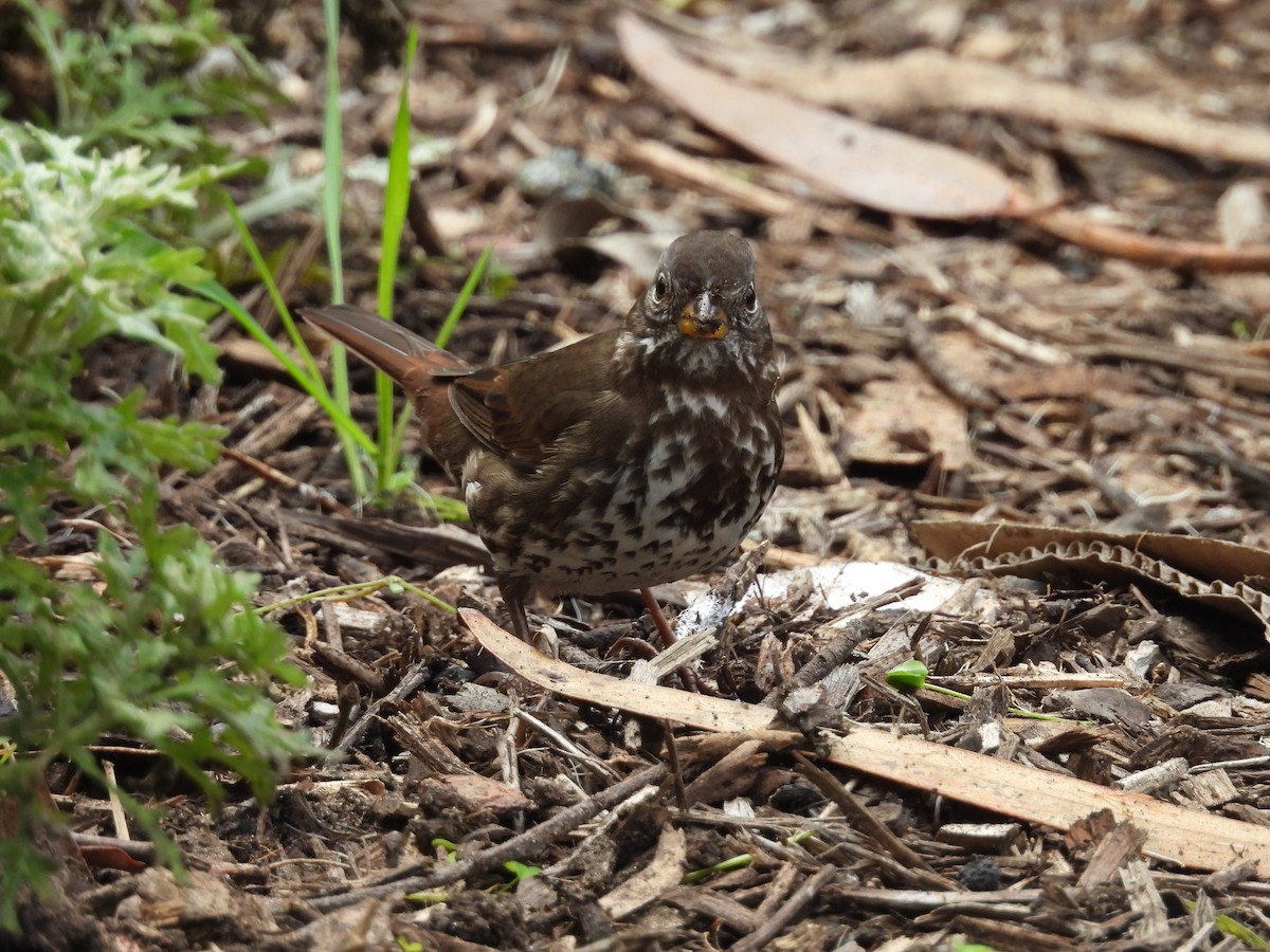 Fox Sparrow - ML646940240