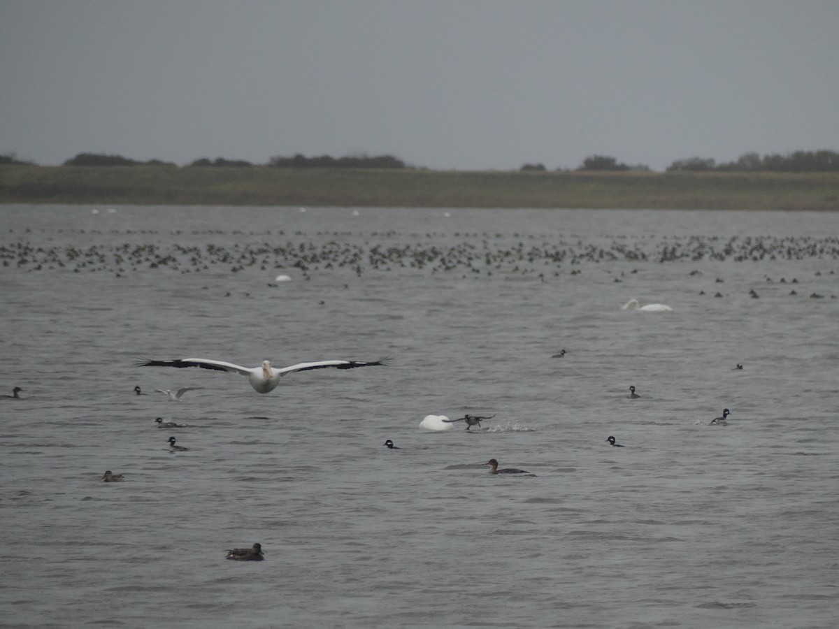 duck sp. - ML646940246