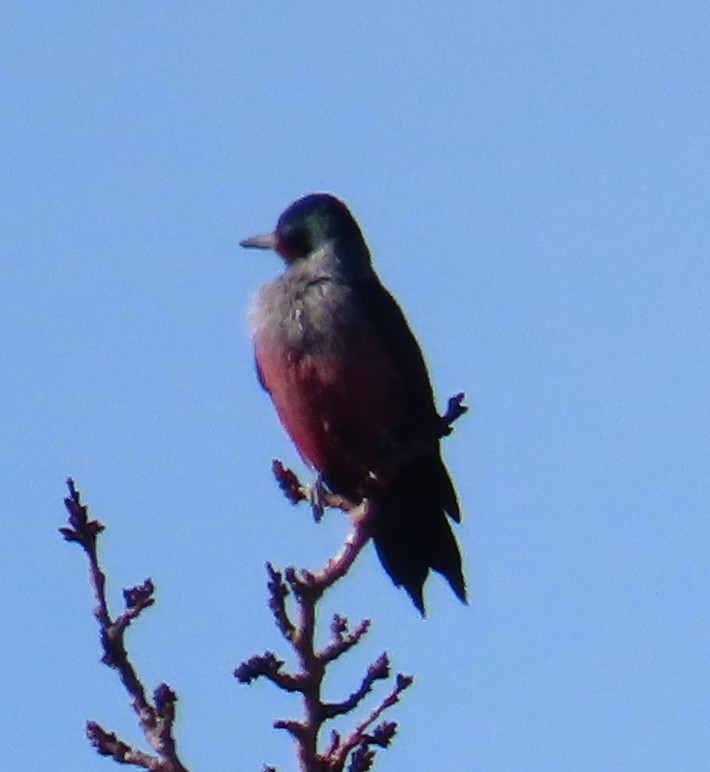 Гіла рожевочерева - ML646940247