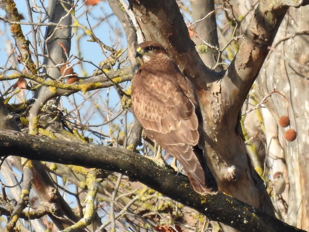 Common Buzzard - ML646940248