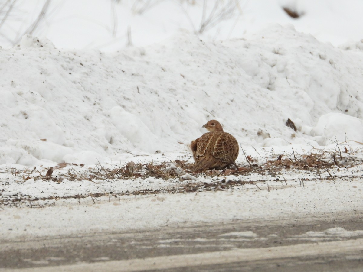 Ring-necked Pheasant - ML646940249