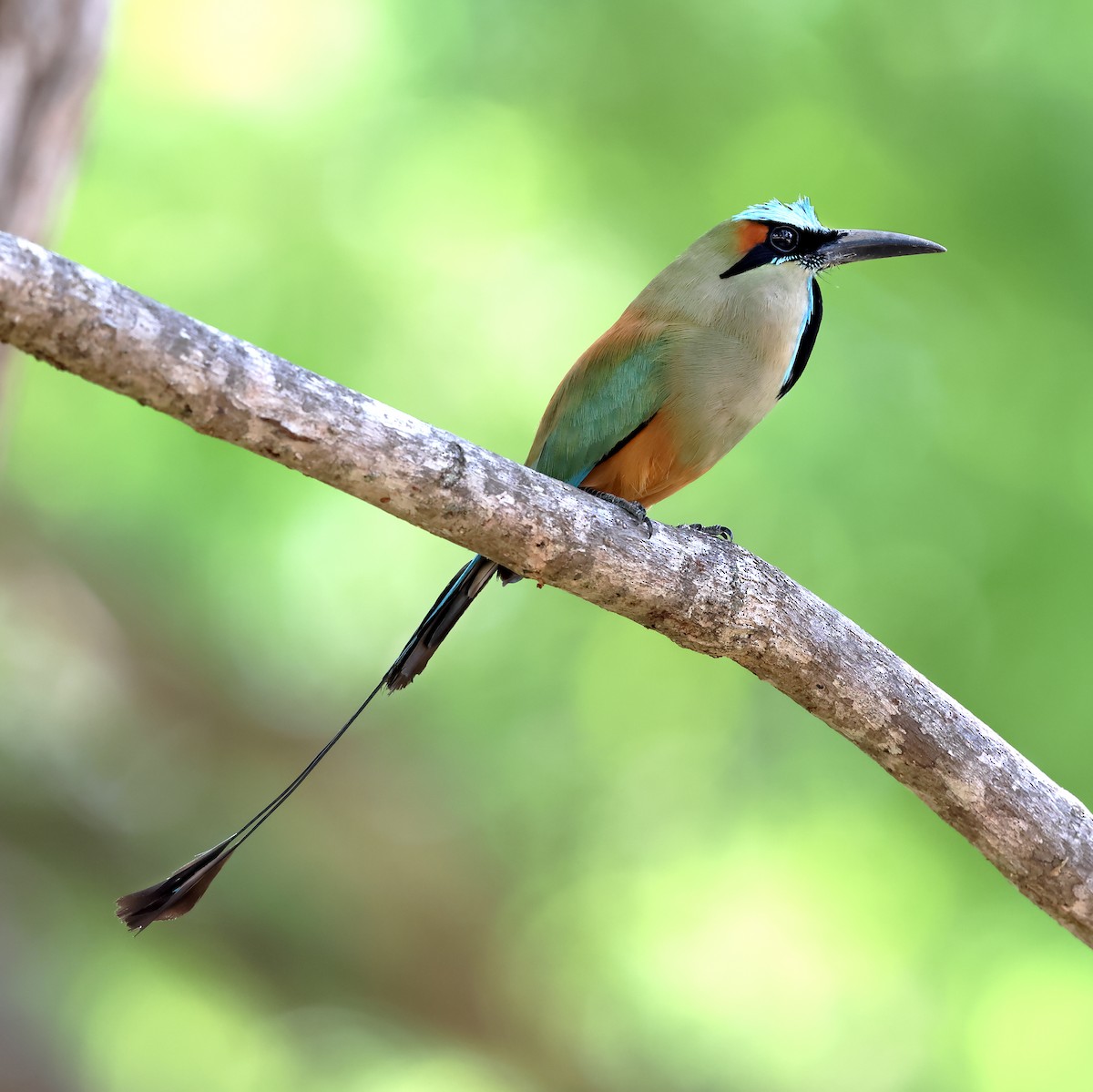 Момот рудочеревий - ML646940250