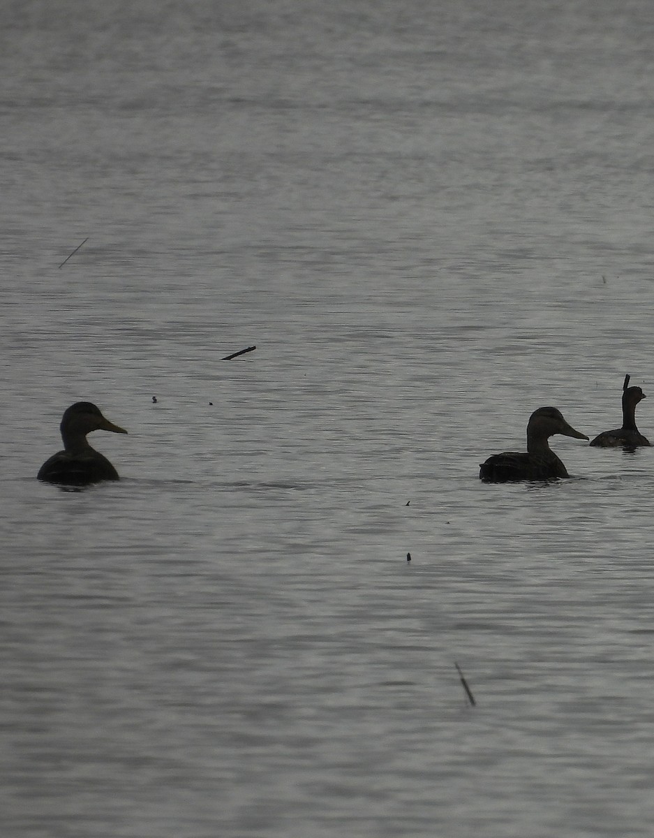 Ahate iluna - ML646940251