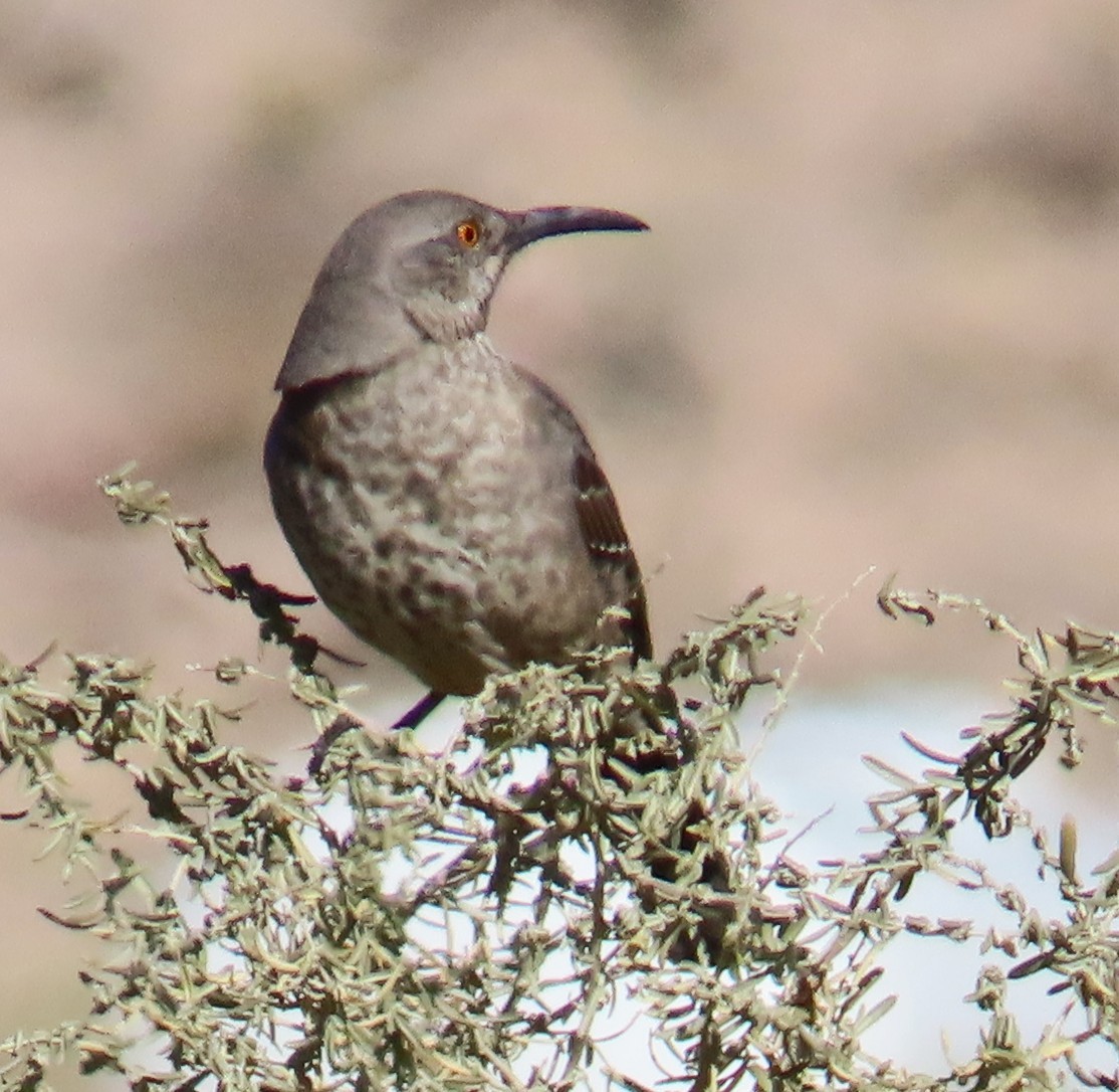 Тремблер бурий - ML646940259