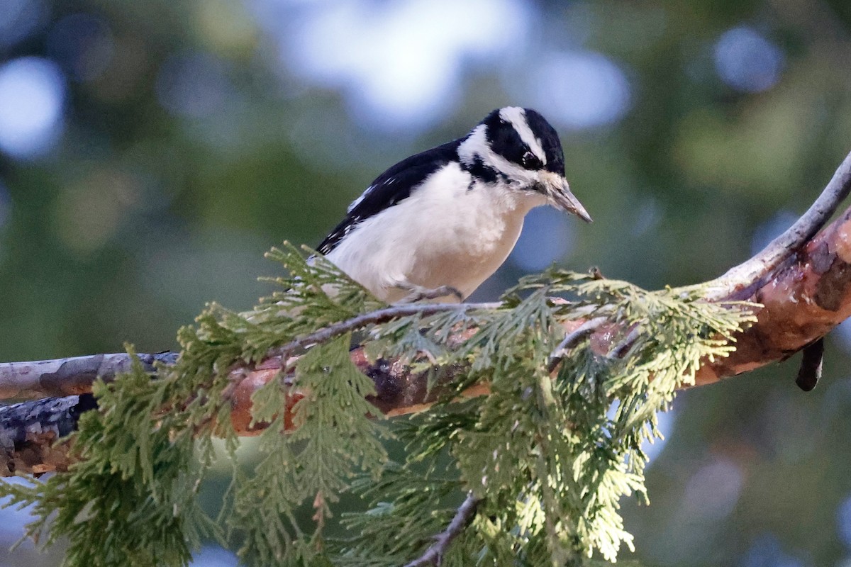 Hairy Woodpecker - ML646940260