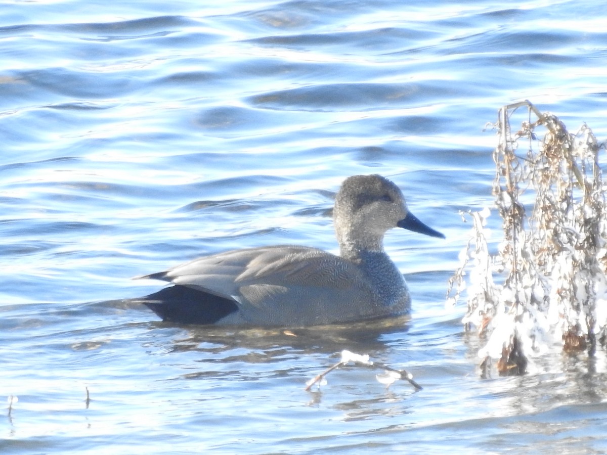 Canard chipeau - ML646940264