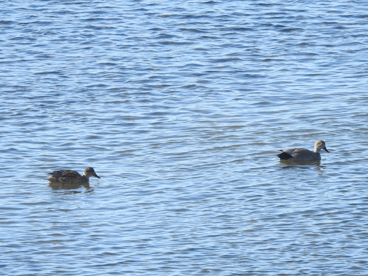 Canard chipeau - ML646940265